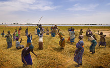 Congrès Africarice : L’aide ne doit plus servir pour des perdiems, achat de 4 X 4, ou à payer de gros salaires