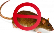 Epidémie de la fièvre de Lassa : Le professeur Moussa Seydi recommande d'éviter d'être en contact avec les rats