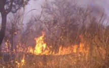 Violent incendie à Kaffrine : des tonnes de mil, de maïs, d’arachides…réduits en cendres