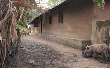 Coopération Sénégal-USA : L’USAID finance pour le retour de la paix en Casamance