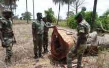 Lutte contre le trafic illicite de bois : le ministère de l’Environnement mise sur l'outillage juridique des agents