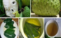 ​ Les feuilles de corossol : un remède miracle pour lutter contre les cellules cancéreuses