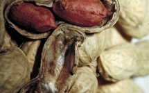 Hivernage 2010 : de premiers insectes ravageurs apparaissent dans le département de Kébémer.