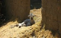 ​Yeumbeul : Un boulanger surpris avec une brebis dans un bâtiment