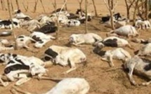 ​Ranch de Dolly : Plus de 10 000 moutons et chèvres tués par la forte pluie