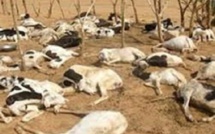 ​ Plus de 6000 bêtes mortes au Ranch de Dolly : Aminata Mbengue Ndiaye minimise