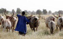 Un berger meurt électrocuté par un poste de haute tension