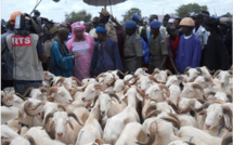 Tabaski 2018 : le Directeur de l’Elevage évalue les besoins à 750.000 moutons