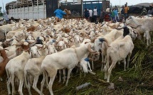 ​Tabaski 2018 : 28.972 têtes de moutons déjà importées