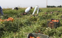 ​Italie : onze travailleurs migrants meurent dans un accident de la route