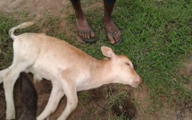 ​Kolda : une maladie mystérieuse ravage le cheptel