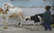 Saint-Louis : un enfant de 3 ans tué par le mouton de Tabaski