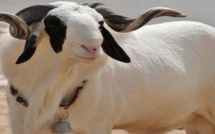 ​ La tabaski et les secrets mystiques du mouton 