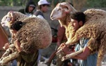 Au Caire, sacrifier un mouton dans la rue est passible d’une amende