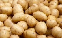 Rareté de la pomme de terre: les commerçants lancent un SOS