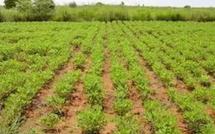 Développement de la filière arachidiére : les propositions de Niasse