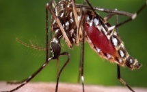 ​ Dengue : Saint-Louis menacé avec 20 cas suspects prélevés