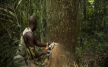 Casamance : les trafiquants de bois opèrent toujours dans l’impunité totale