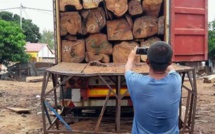 Le trafic de bois menace la forêt en Casamance