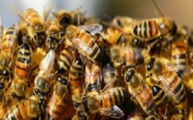 Diourbel : les abeilles tuent deux personnes et font plusieurs blessés graves 