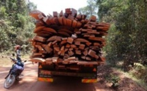 Casamance: comment l'interdiction de la coupe de bois favorise la culture du chanvre Indien et le renforcement du Mfdc