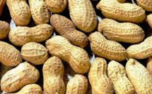 La Sonacos vise à collecter 45.000 tonnes d'arachides à Ziguinchor