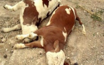 Louga : une vingtaine de bêtes périssent après avoir consommé des restes de produits alimentaires incinérés