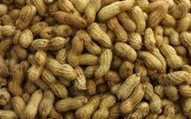 Agriculture: L’Etat supprime la subvention de l’arachide