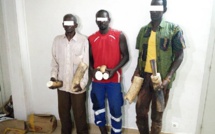 Trafic d'ivoire : Trois Sénégalais arrêtés au Gabon