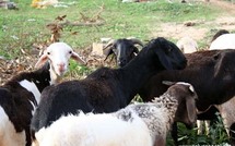 Sédhiou : Des cultivateurs vendent leur bétail pour couvrir les frais alimentaires du ramadan