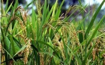 Le Nérica pour combler l’autosuffisance en riz (technicien)