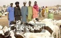 A cause de l’impunité, les voleurs de bétail ne se cachent plus à Sédhiou
