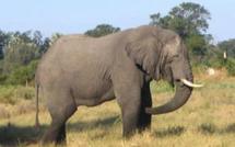 Côté d'Ivoire : des éléphants perturbateurs