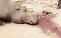  Abattage d’un hippopotame à Kédougou : des associations et des juristes exigent l’ouverture d’une enquête