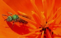 Vidéo-Taïwan : un médecin trouve quatre abeilles dans l'œil d'une femme