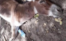 Epidémie de grippe équine : 212 chevaux et ânes morts en l'espace d'un mois