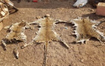 ​Kédougou : trois présumés trafiquants d’animaux arrêtés