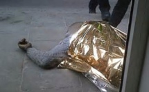 Drame en Côte d'Ivoire: un Sénégalais tué devant son magasin de plusieurs balles