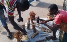 Le business du cure-dent: prospère pour les uns, c'est un bien "sot-métier" pour d'autres