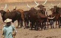 Ziguinchor : Des puits pastoraux pour mettre fin à la tension éleveurs-agriculteurs