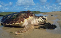 Madagascar: 4 morts suite à une intoxication à la viande de tortue de mer