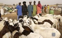 Tabaski: Des moutons bloqués aux frontières Malienne et Mauritanienne