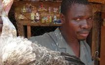 Préparatifs de la Tabaski : La souffrance endurante des vendeurs de poulets