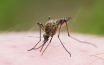 Des moustiques OGM libérés au Burkina Faso