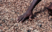 Côte d’Ivoire, Ghana et acteurs du cacao d'accord pour une filière plus durable