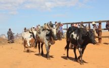 À Madagascar, les forces de l’ordre accusées d’extorquer des zébus aux éleveurs