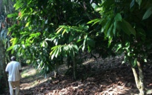 Côte d’Ivoire: réunion sur le cacao et la déforestation sous l’égide de l’UE