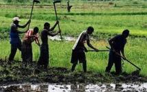Les organisations paysannes déterminées à faire appliquer au futur président sénégalais une sérieuse politique agricole et foncière