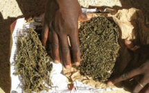 Trafic de drogue à Ouakam : deux Guinéennes, vendeuses de mets, arrêtées