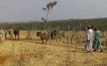 Kaffrine: Trois personnes blessées dont une grièvement dans des affrontements 